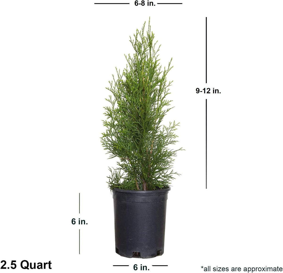 2.5 Qt Emerald Green Arborvitae Evergreen Shrub H47451