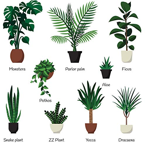 All-purpose Liquid Houseplant Fertilizer for Potted Soil E474059
