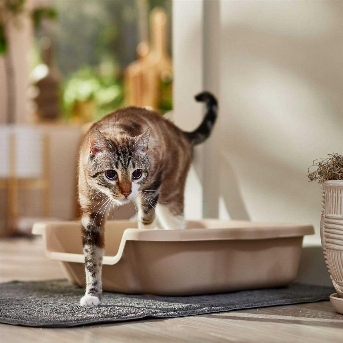 Senior Cat Litter Box P340