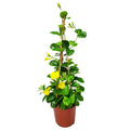 Yellow Mandevilla Vine Plant with Starter Trellis N41990