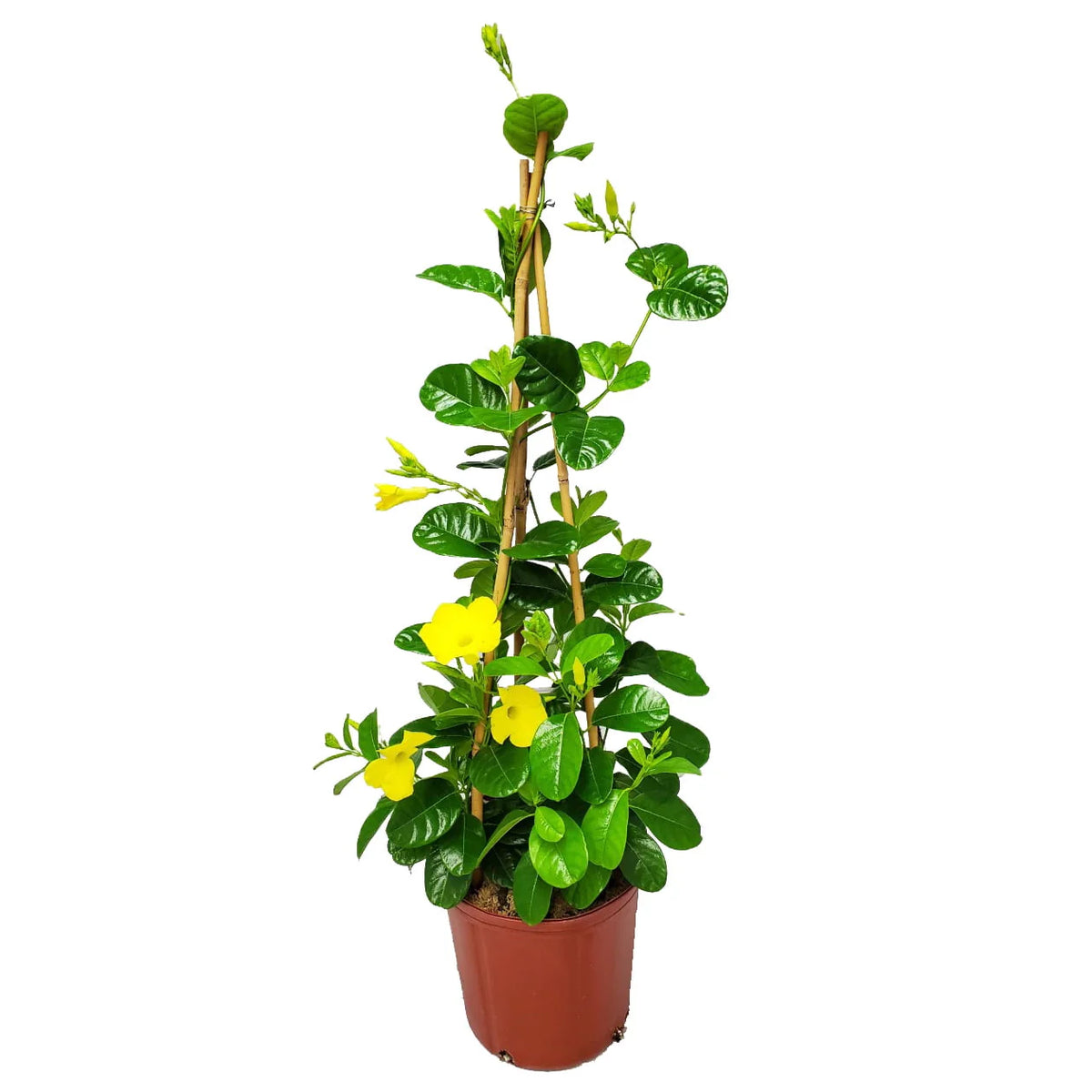 Yellow Mandevilla Vine Plant with Starter Trellis N41990