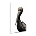 Brown Pelican Giclee Print M947