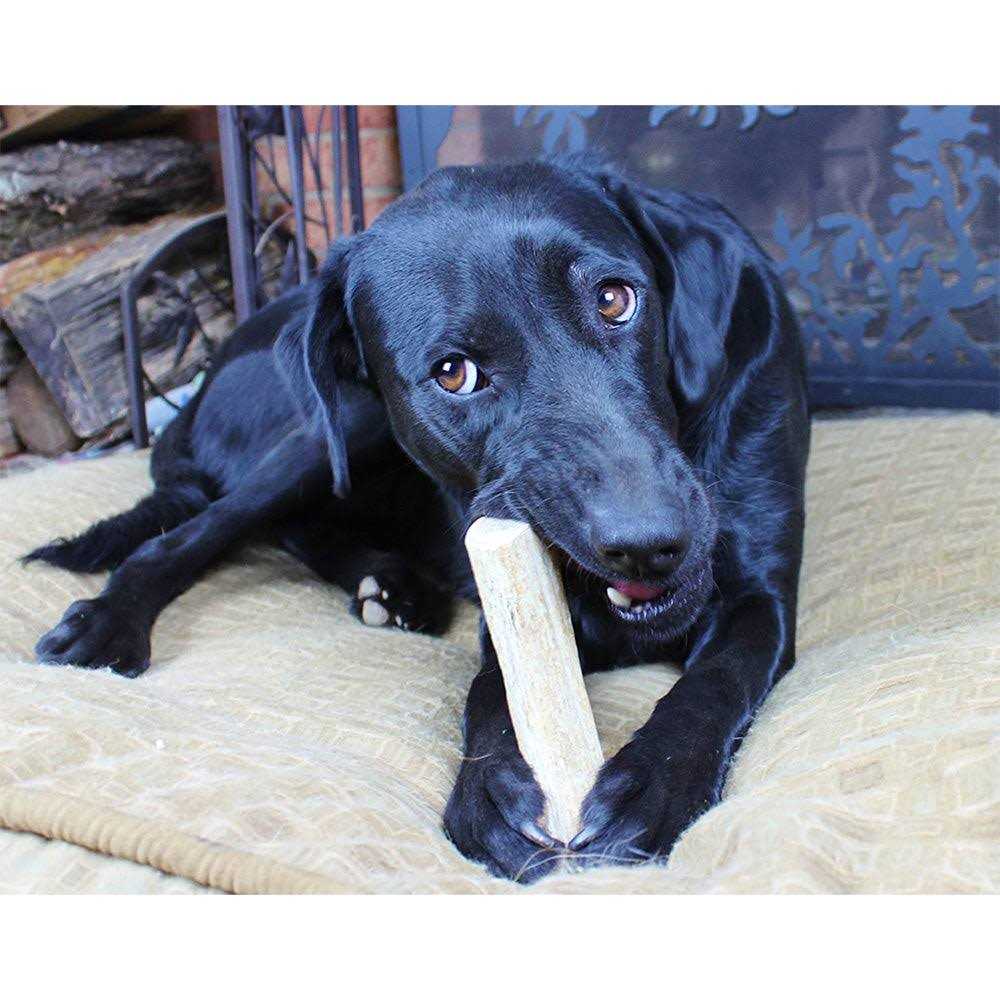 Elk Antlers for Dogs I632131