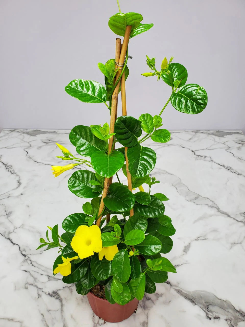 Yellow Mandevilla Vine Plant with Starter Trellis N41990