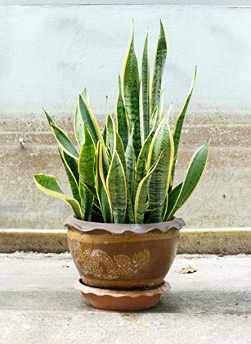 All-purpose Liquid Houseplant Fertilizer for Potted Soil E474059