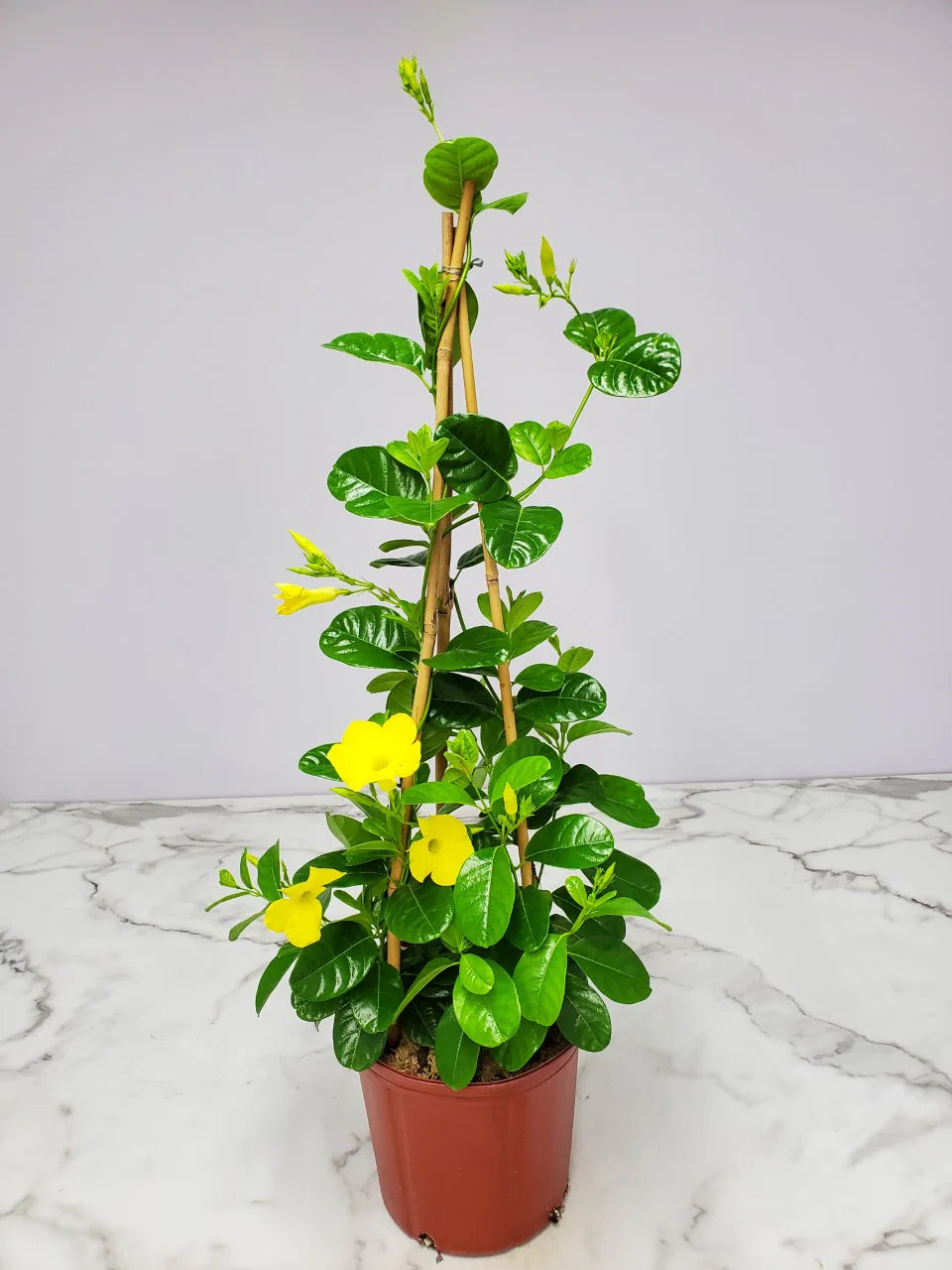 Yellow Mandevilla Vine Plant with Starter Trellis N41990