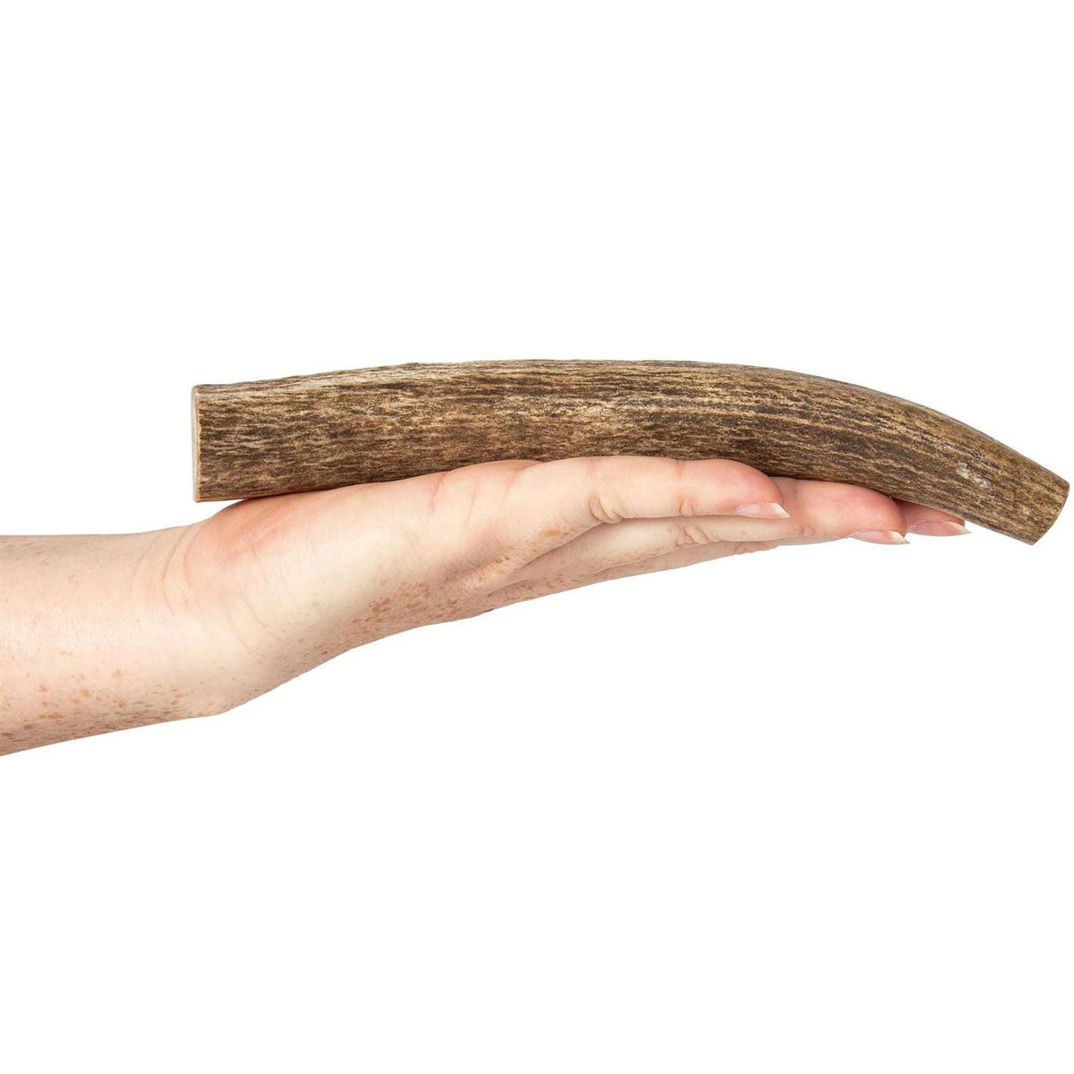 Elk Antlers for Dogs I632131