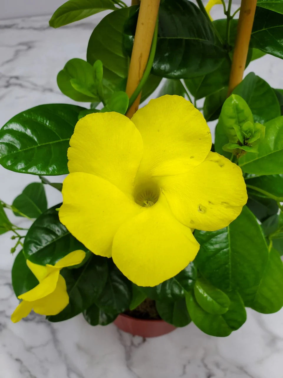 Yellow Mandevilla Vine Plant with Starter Trellis N41990