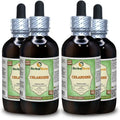Organic Dried Above-Ground Parts Alcohol-Free Liquid Extract B175297