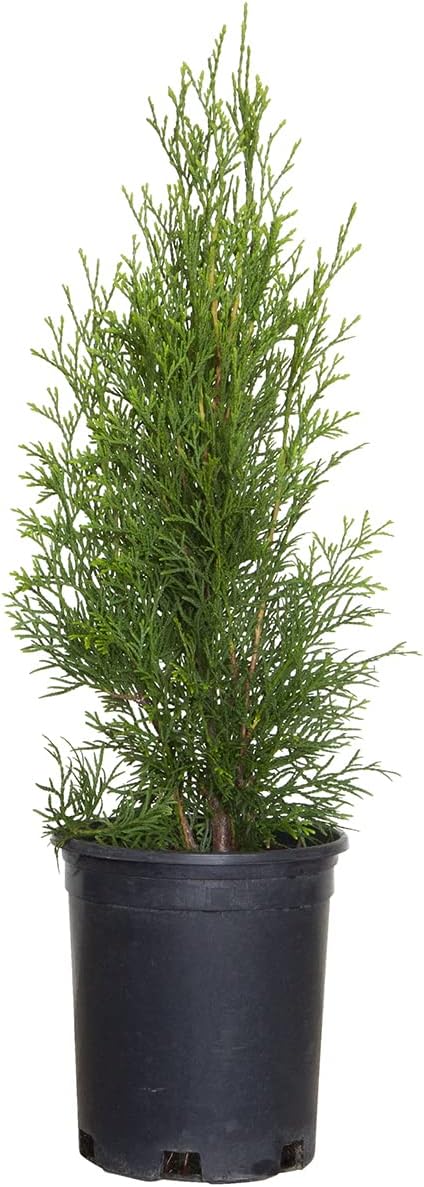 2.5 Qt Emerald Green Arborvitae Evergreen Shrub H47451