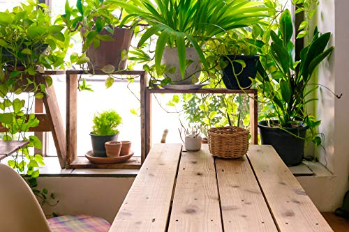 All-purpose Liquid Houseplant Fertilizer for Potted Soil E474059