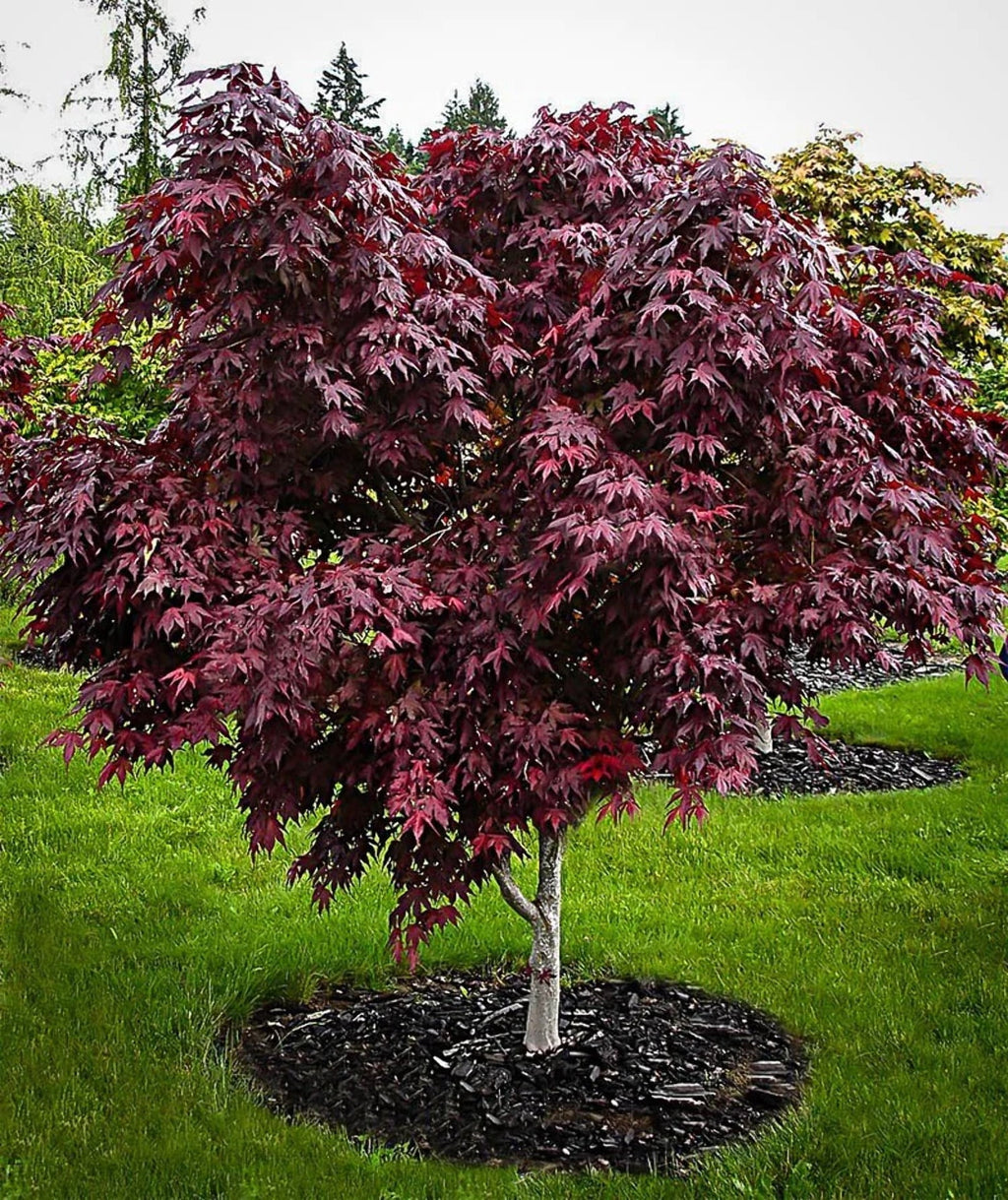 Bloodgood Acer palmatum X18268