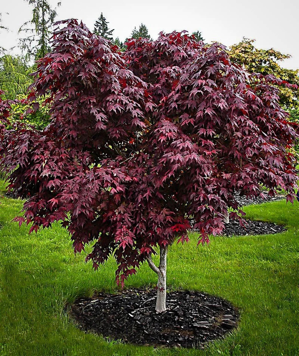 Bloodgood Acer palmatum X18268