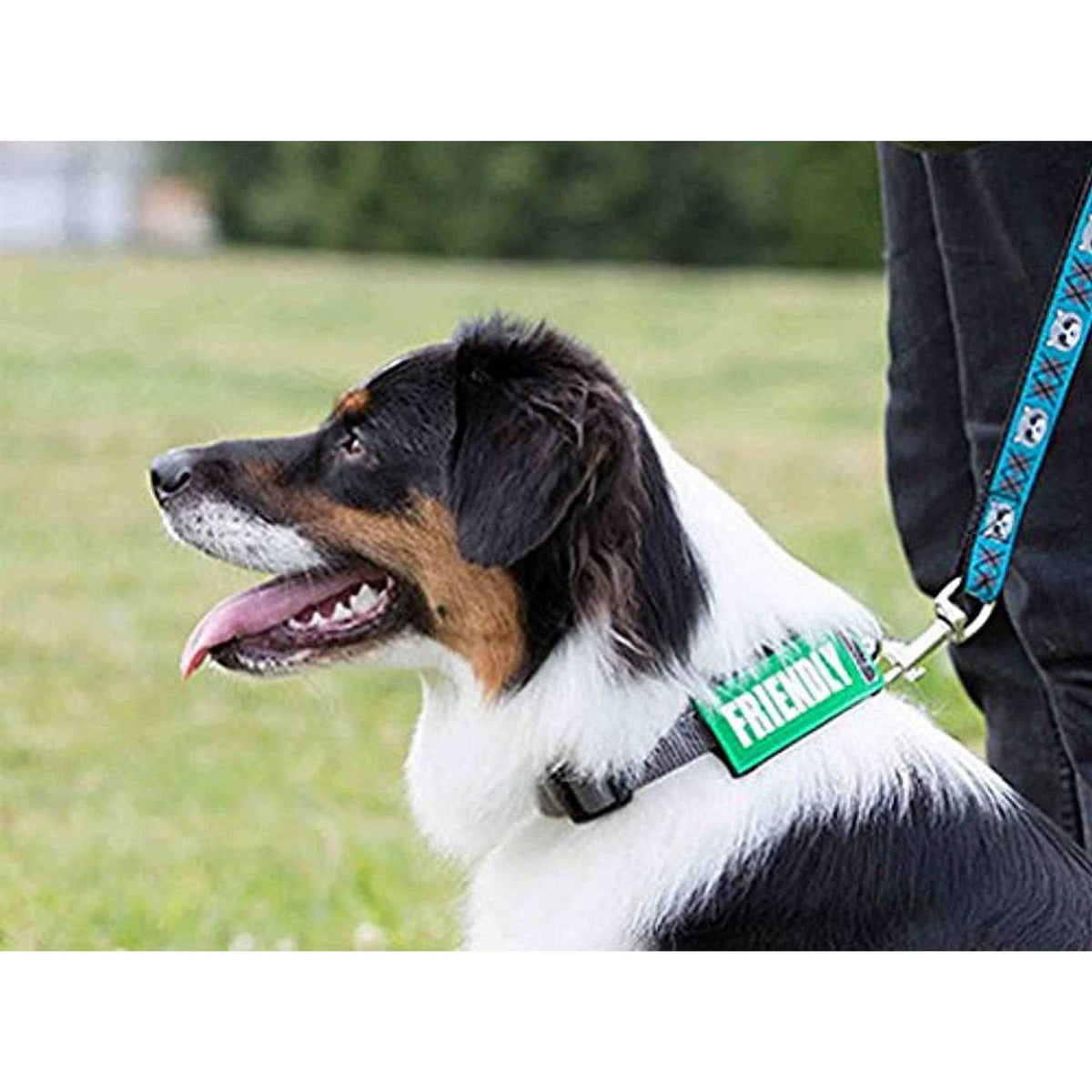Dog Collar and Leash F801