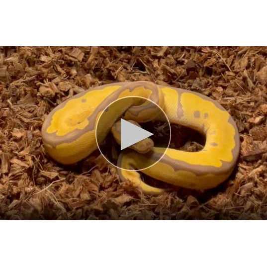 Coarse Coconut Husk Reptile Bedding V51463